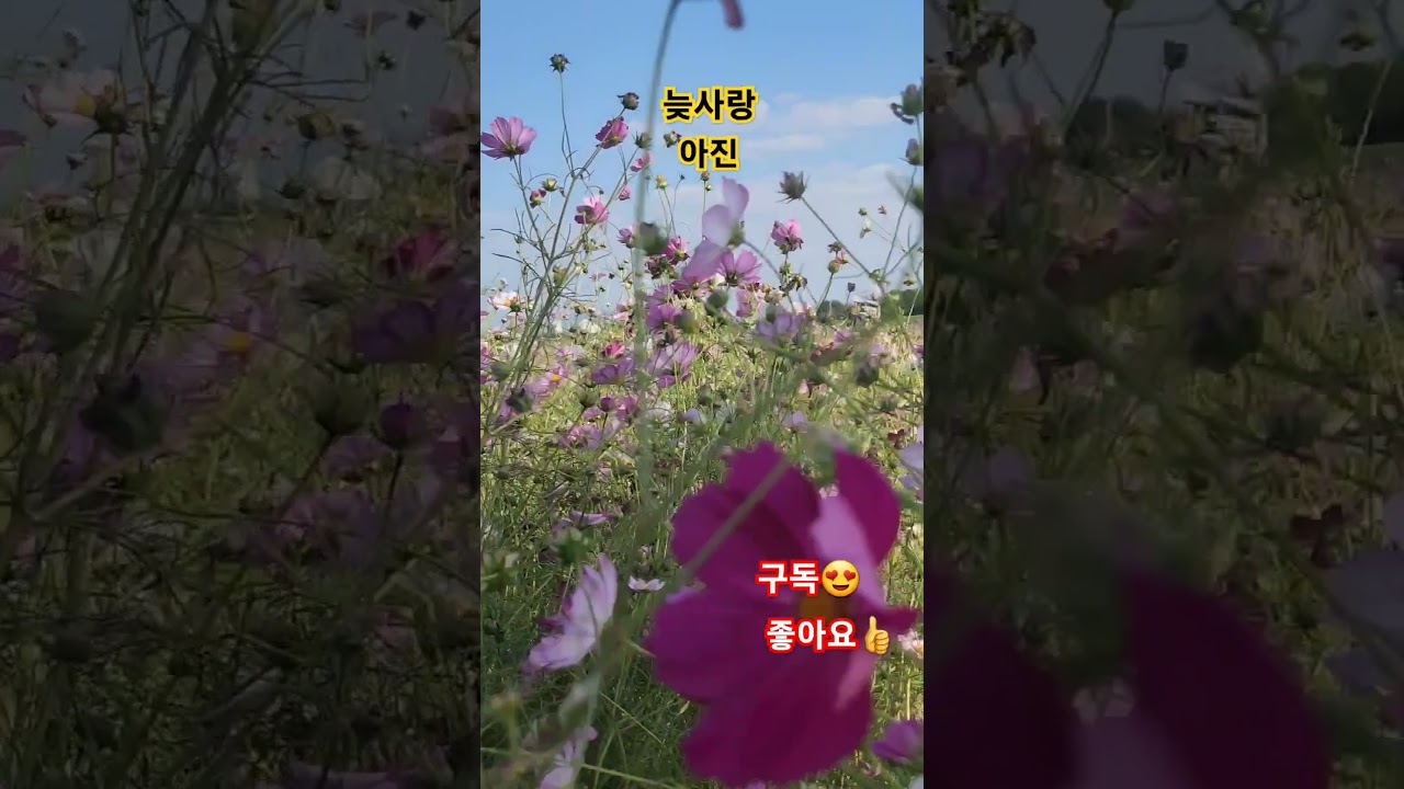 #늦사랑 #가수아진tv #구독#좋아요 #트로트#대구 #수성구 #라이브카페 #053 795 7878#모든날모든순간