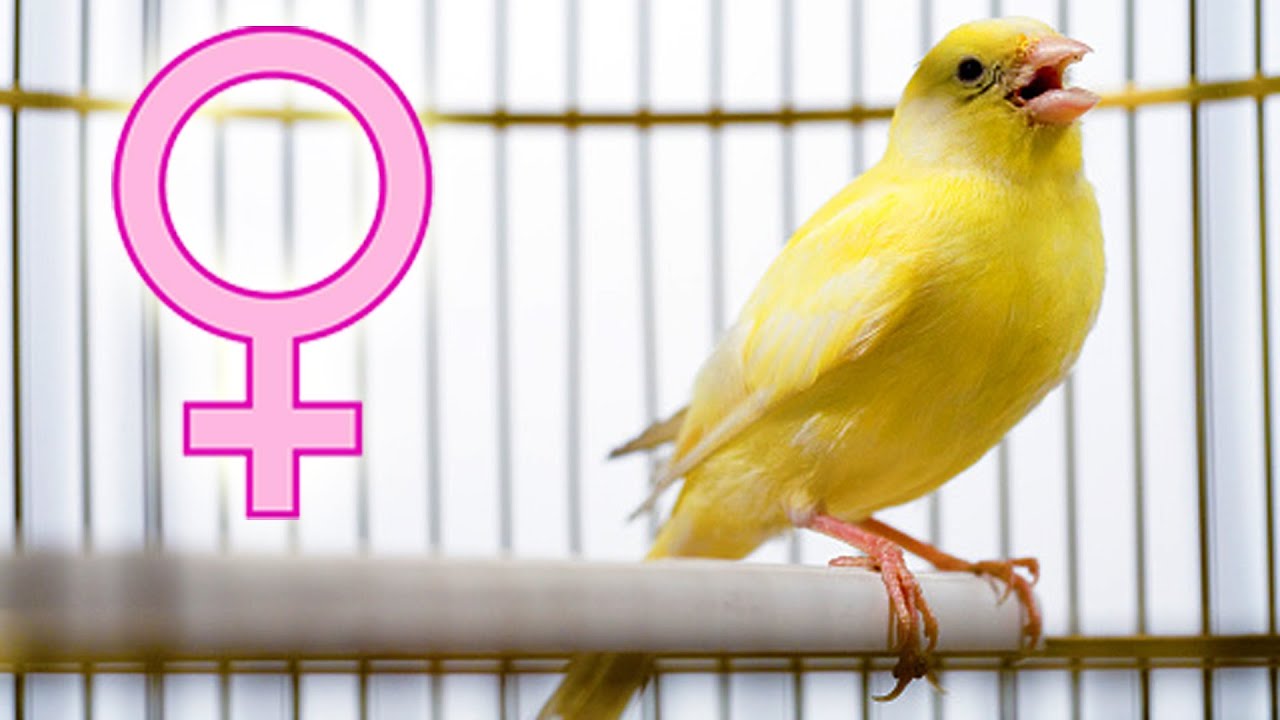 FEMALE canary SINGING !?