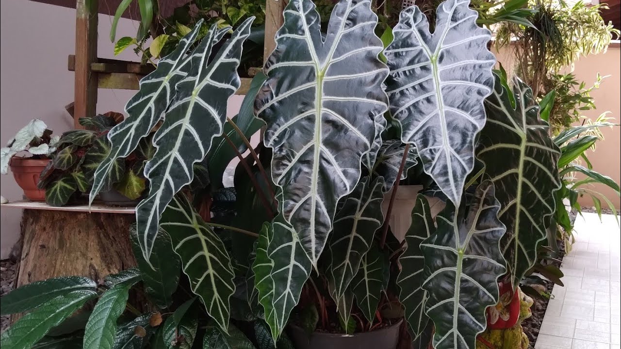 6 DICAS PARA SUA ALOCASSIA AMAZONICA EMITIR MUITAS FOLHAS E ENCHER O VASO.