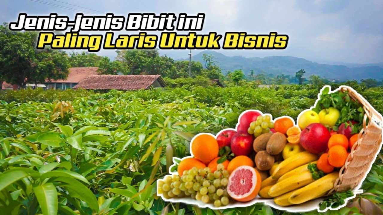 JENIS BIBIT TANAMAN BUAH YANG PALING LARIS - COCOK UNTUK BISNIS PEMULA