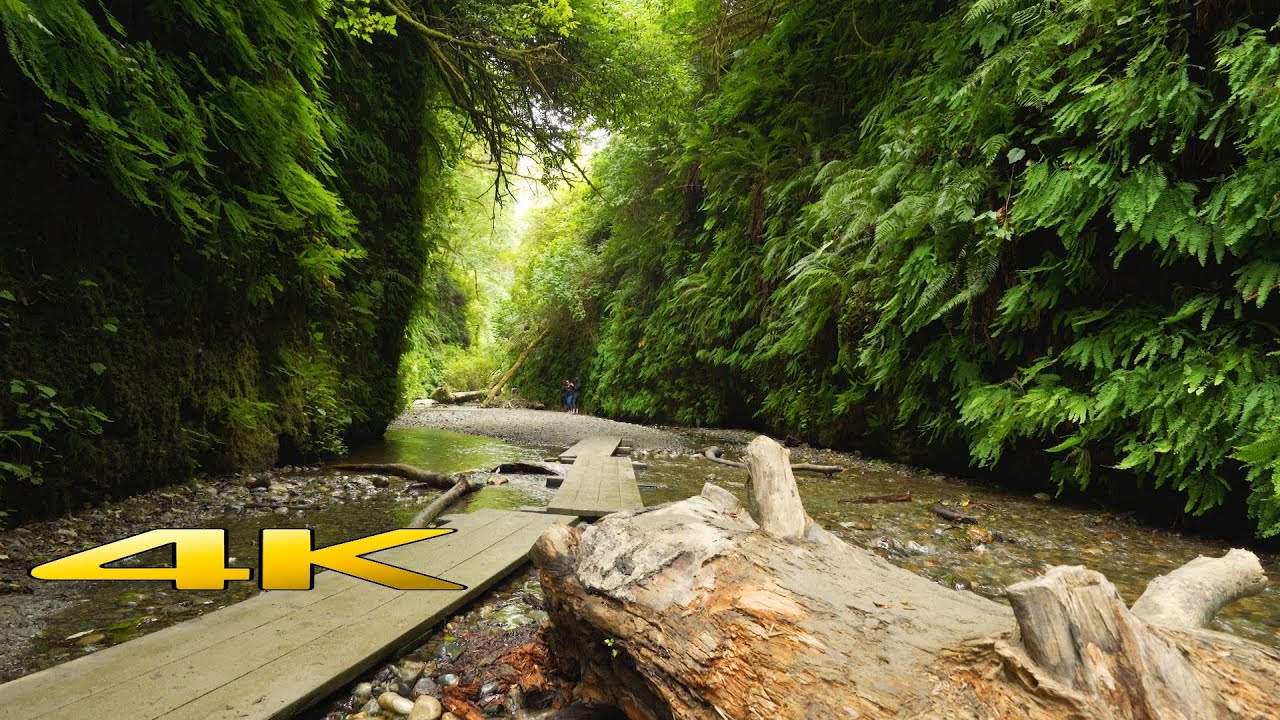 Fern Canyon Redwood 4k 🇺🇸 Walk Tour !