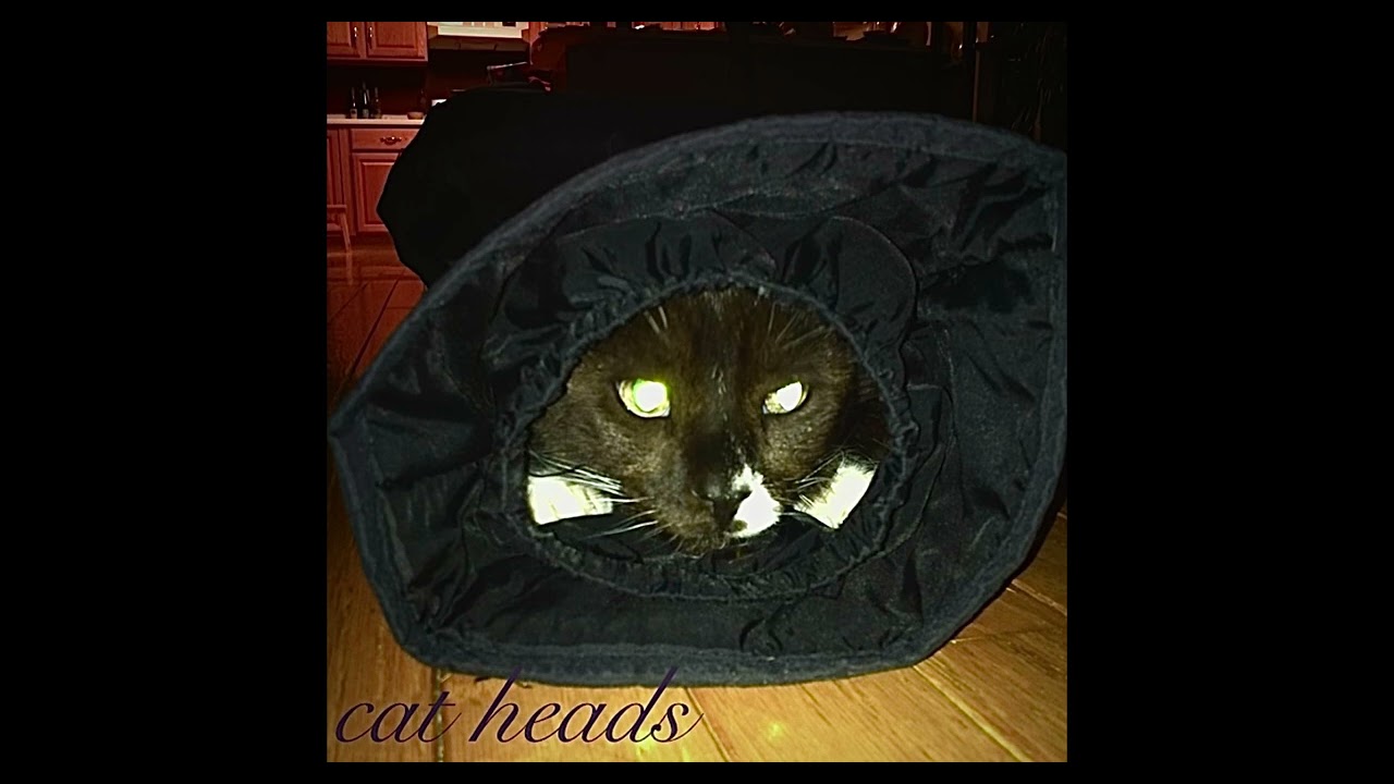 charlotte - cat heads