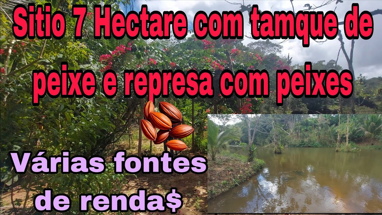 Sitio 7 Hectare com Várias rendas. Ótima oportunidade localizado na zona Sul 