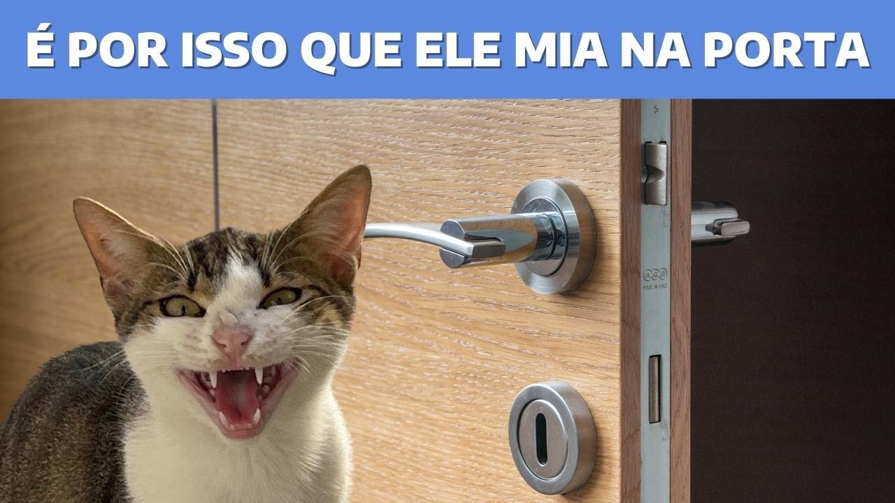 Motivos que fazem o gato MIAR PARA A PORTA