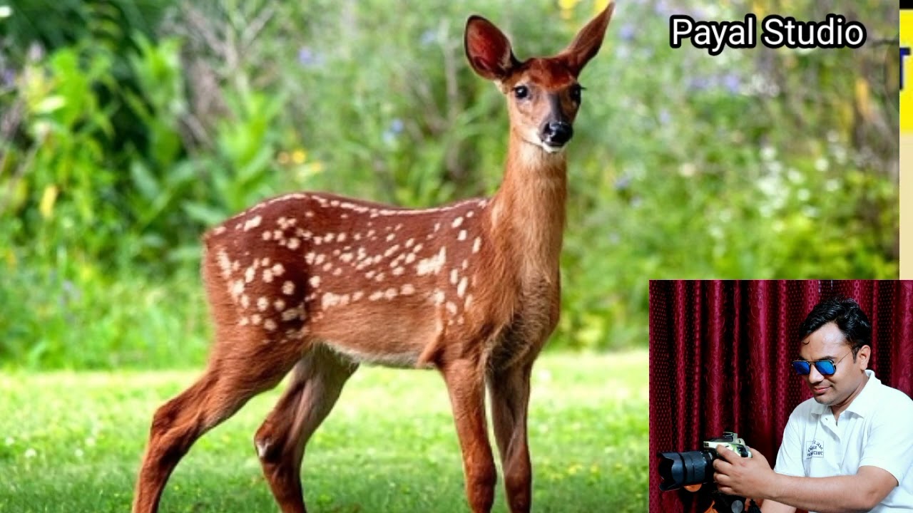 हिरनी की नज्म हिरनी का वाकया    नजम हिरनी परवेज किठौर ने पढ़ी