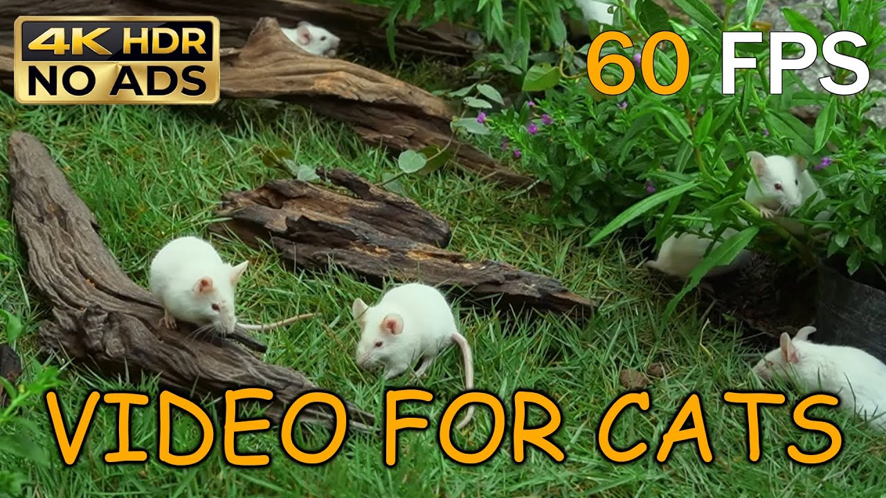 [NO ADS, NO AI] CAT TV for Cats to Watch 😺 🐭 Tiny White Mice Exploring Grass & Wood | 4K HDR 60FPS