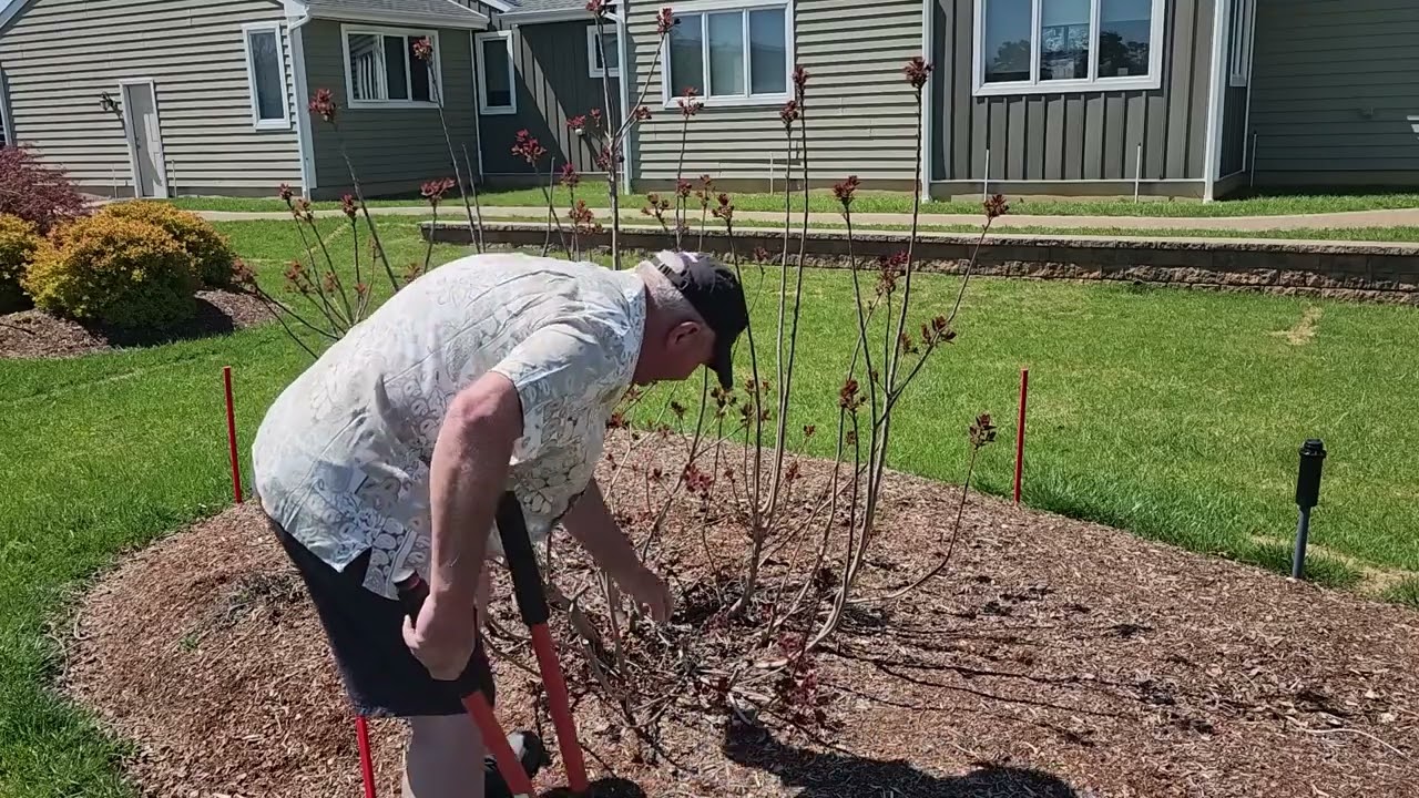 How To Get More Color From Shrubs With Attractive Foliage | Garden Center | Stratford CT