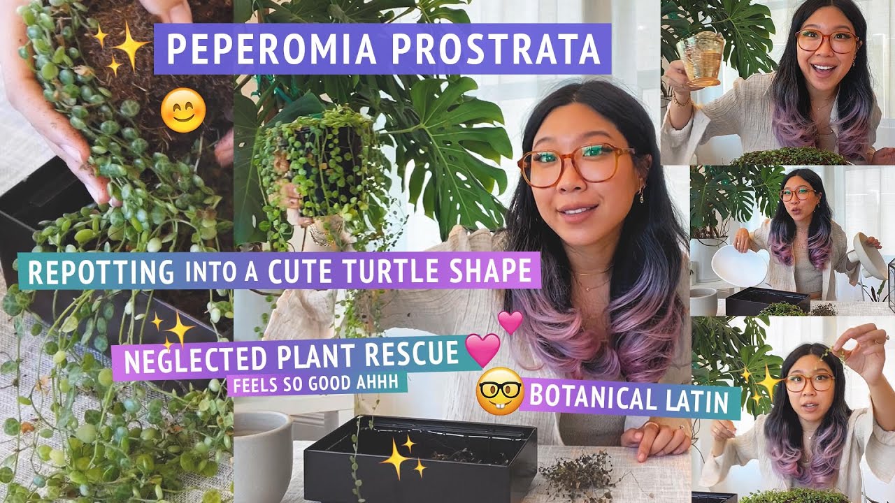СПАСЕНИЕ ЧЕРЕПАХ 🐢💫 Пересадка болтливых черепах + размножение Peperomia prostrata, чтобы выглядет...
