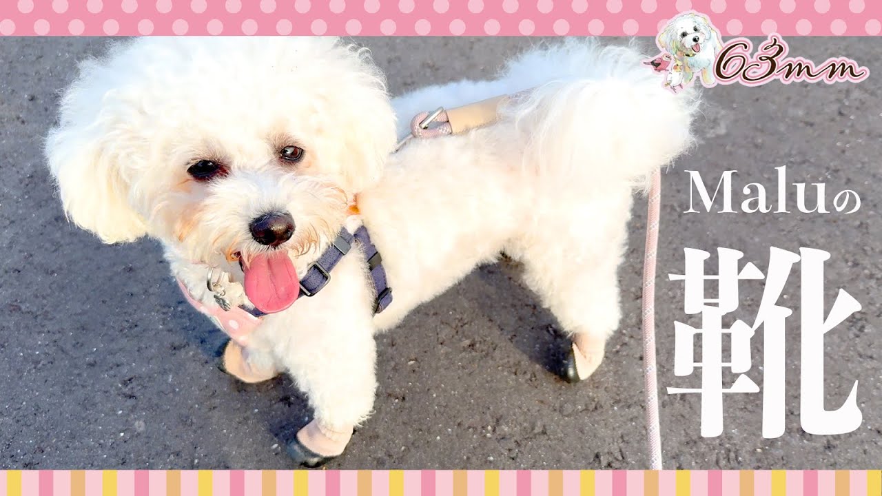 【犬の靴】はじめての靴　Dogsoxx【お買い物編】#HAUL