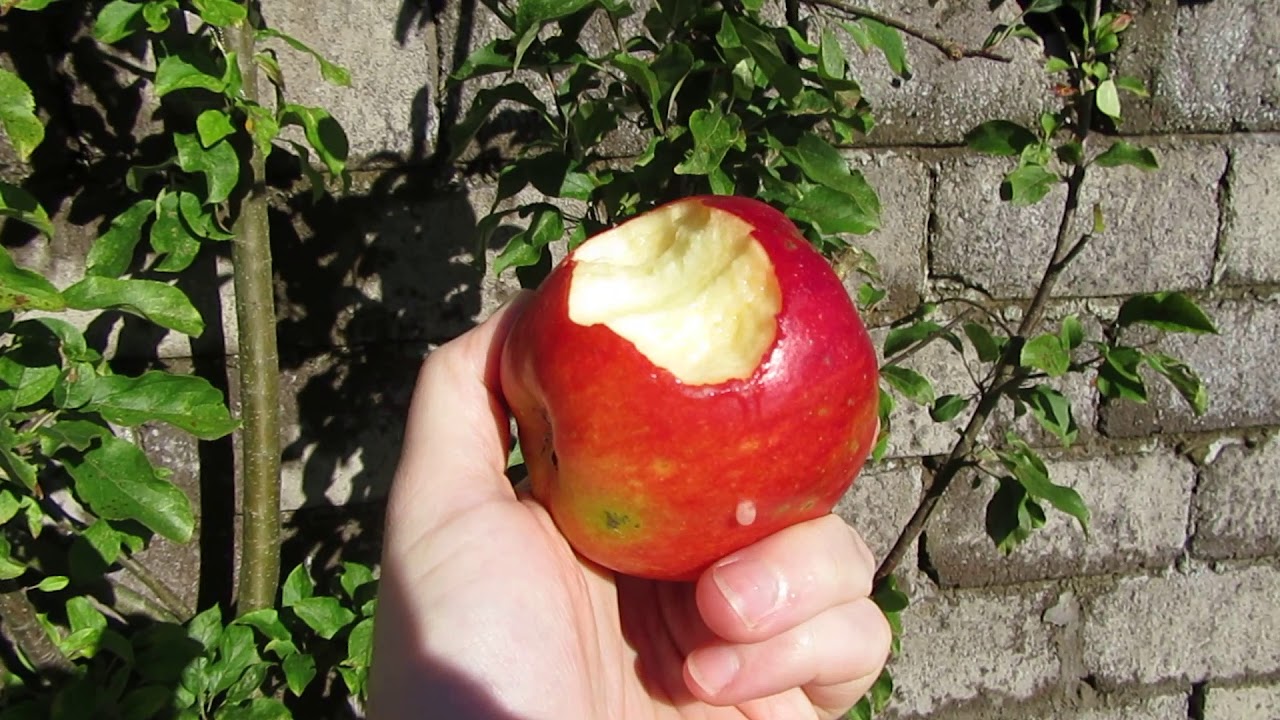 Elstar Apple final review