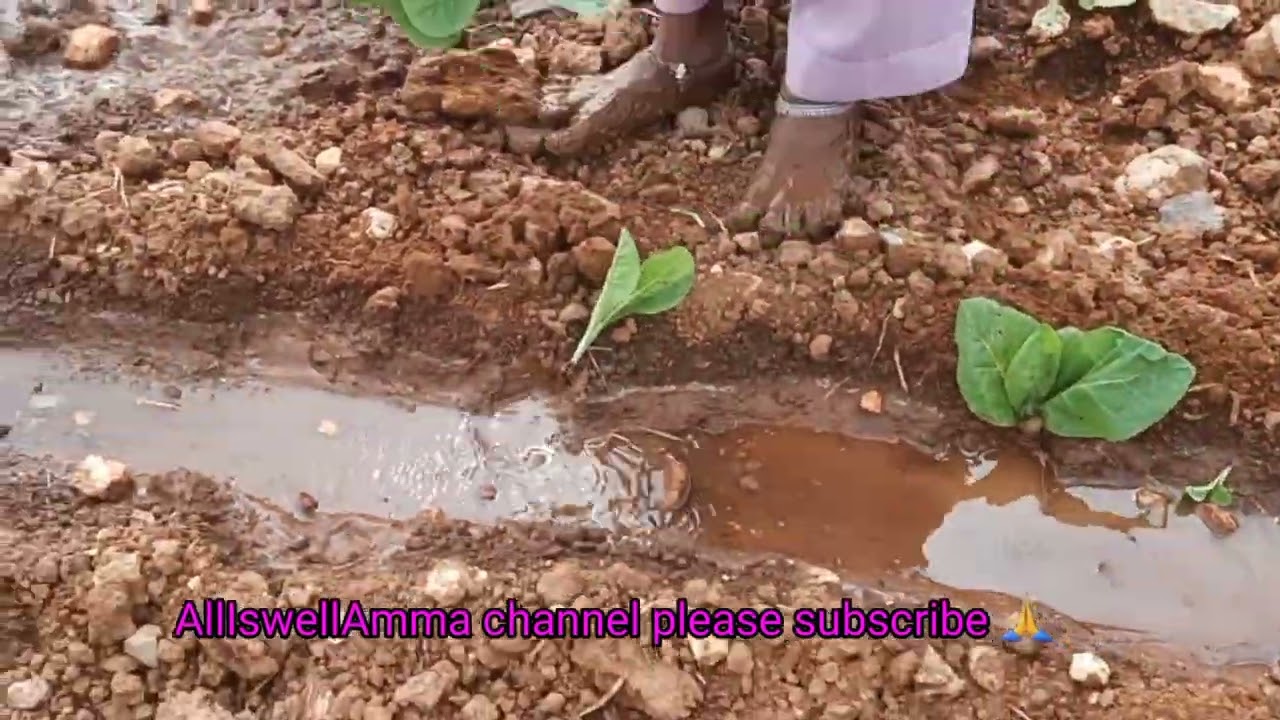 పొగాకు మొక్కల పెంపకం ప్రక్రియ farming process firststage-1video tobacco plants 