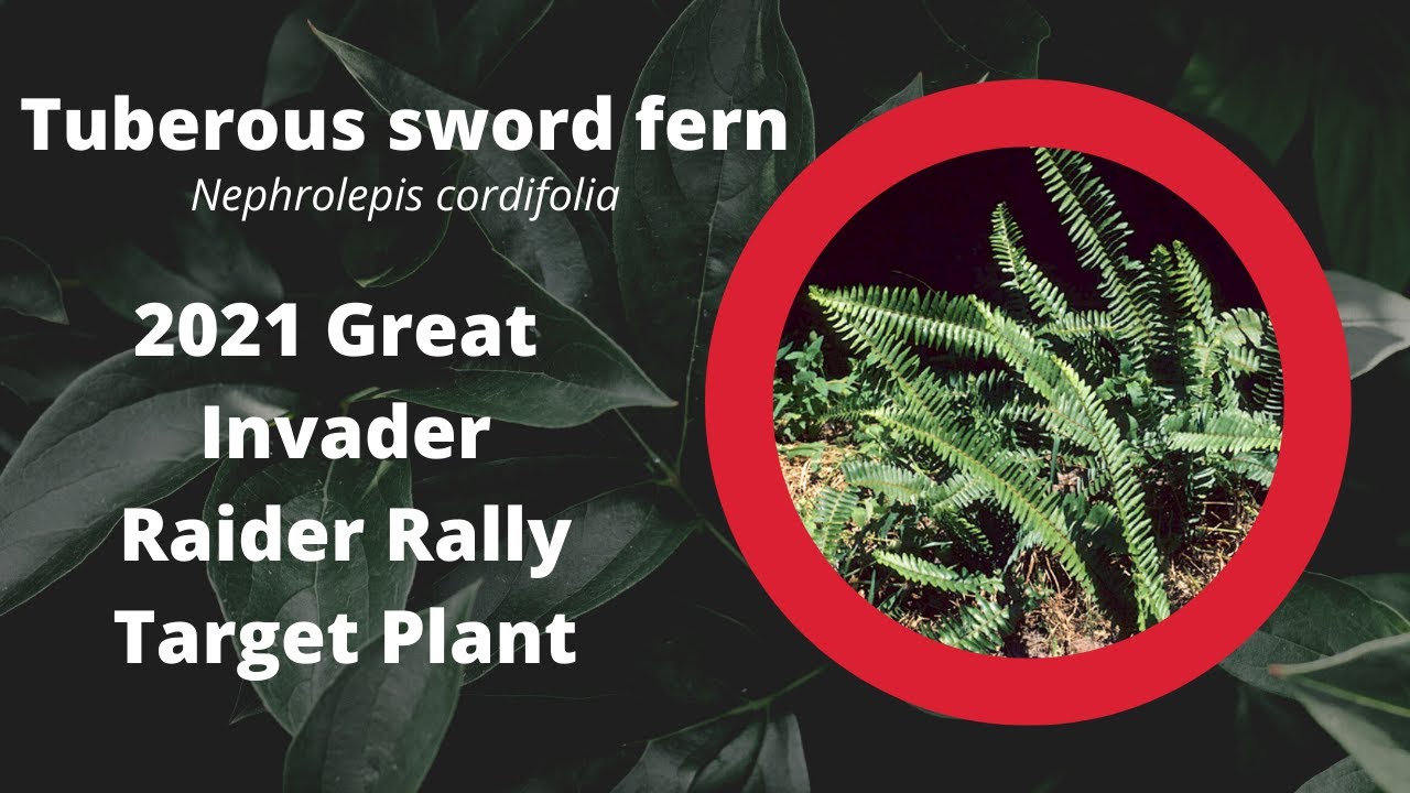 Tuberous Sword Fern