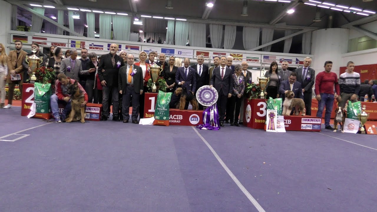 65. CACIB BEOGRAD 2019.