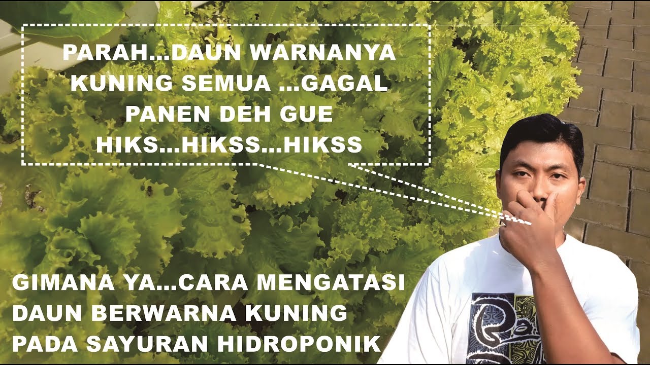 Cara Mengatasi Daun Sayuran Hidroponik Yang Berwarna Kuning