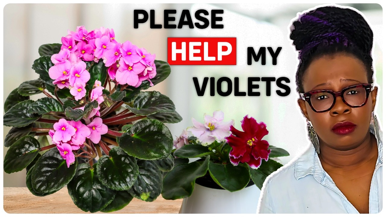 African Violets: Care Tips & DISASTERS! (I Need Help!)