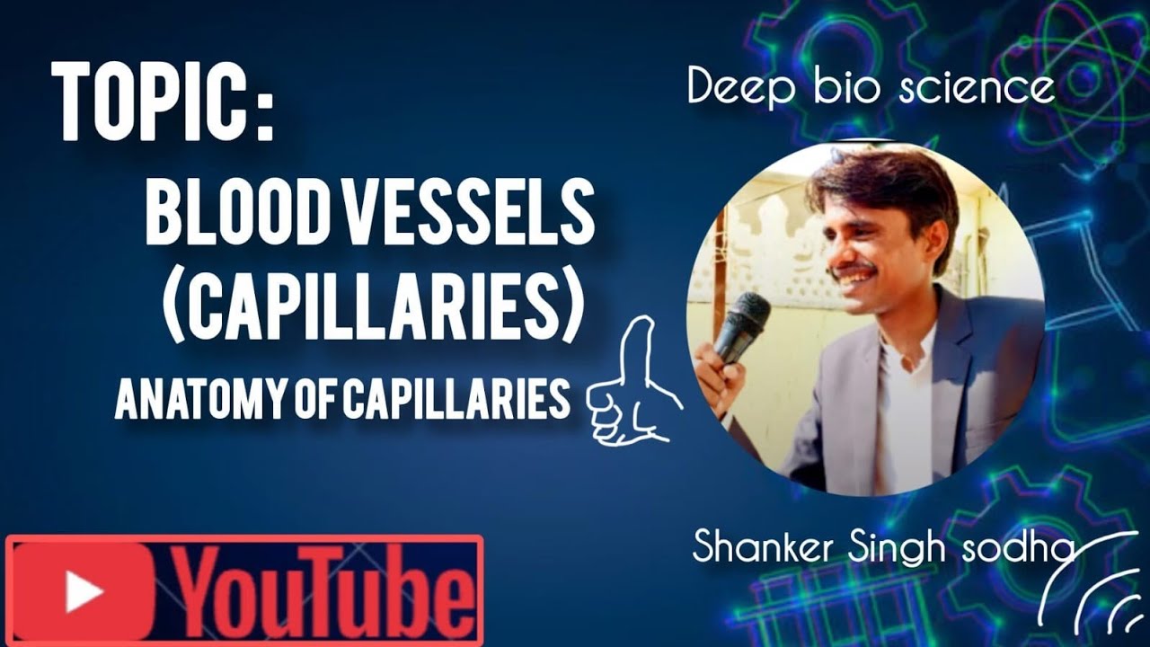 Blood vessels (capillaries for class 9th and 11th Biology)