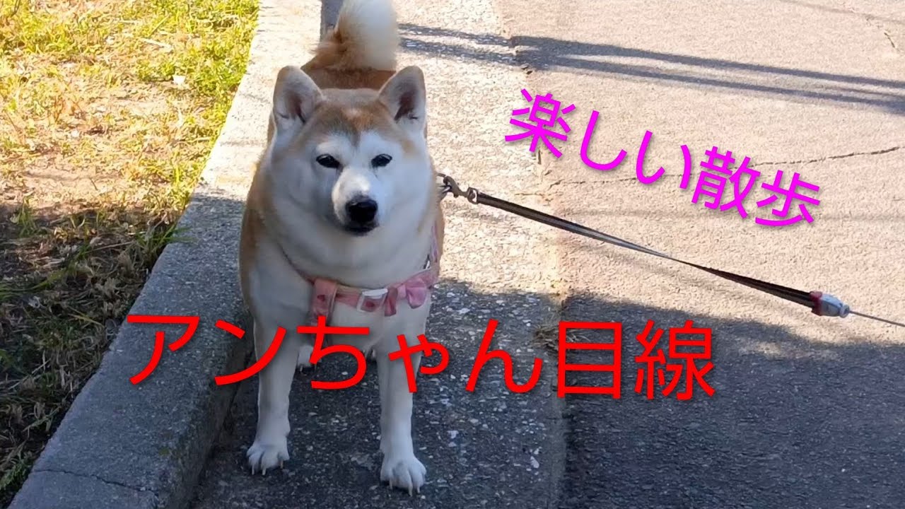 散歩のアンちゃんの行動＃柴犬＃癒し犬＃犬のいる暮らし＃いぬのきもち＃公園
