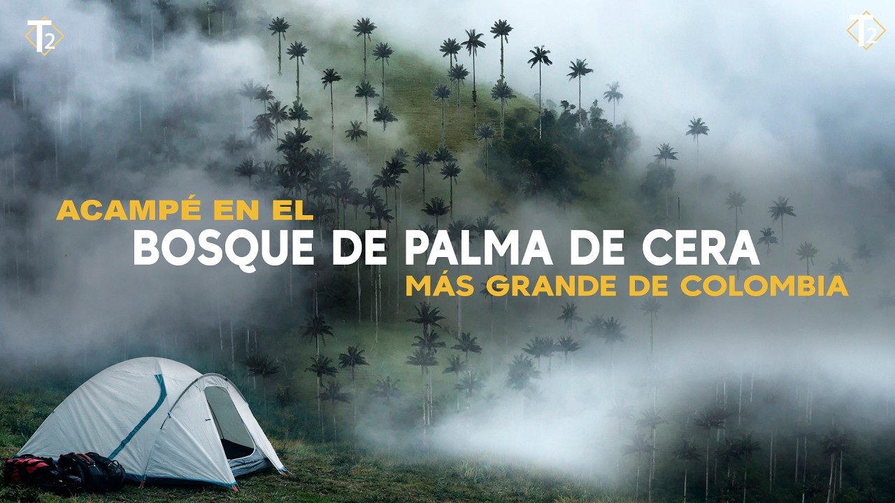 Así es el Bosque de Palma de Cera más grande de Colombia | Epis 64