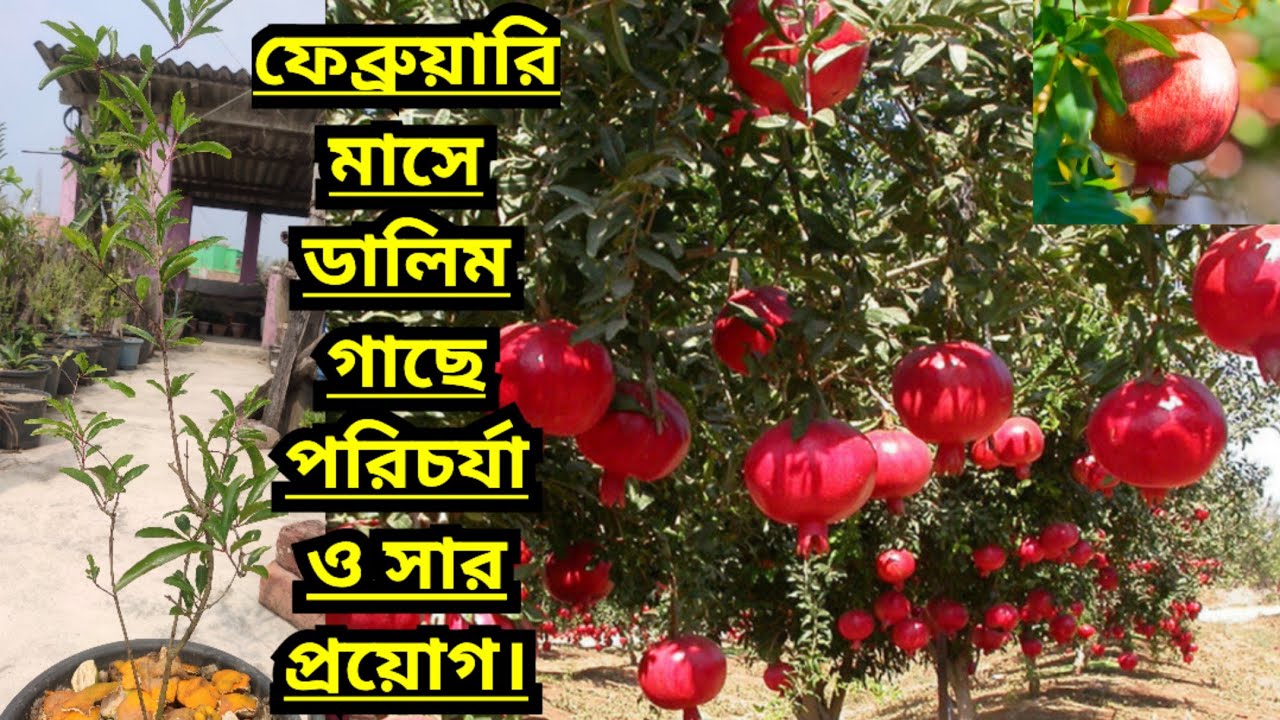 ফেব্রুয়ারি মাসে ডালিম গাছে পরিচর্যা ও সার প্রয়োগ।Pomegranate tree care & fertilization in February