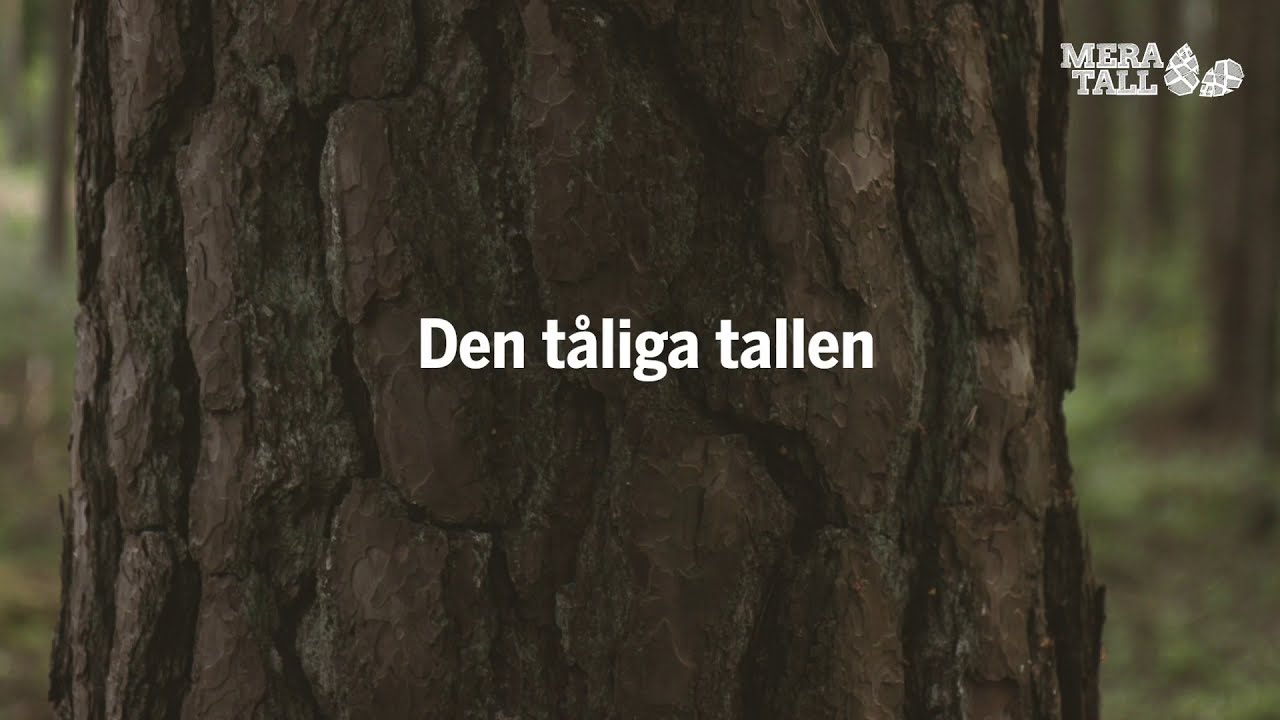 Mera tall - Tallens fördelar (2)