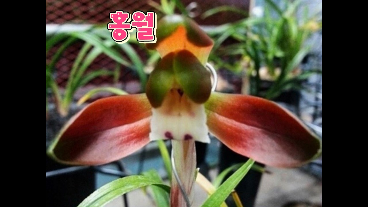 02/14(토) 단엽녹호, 단엽, 금계녹호, 호피반, 중투, 사피, 서반중투 등 10종👍👍