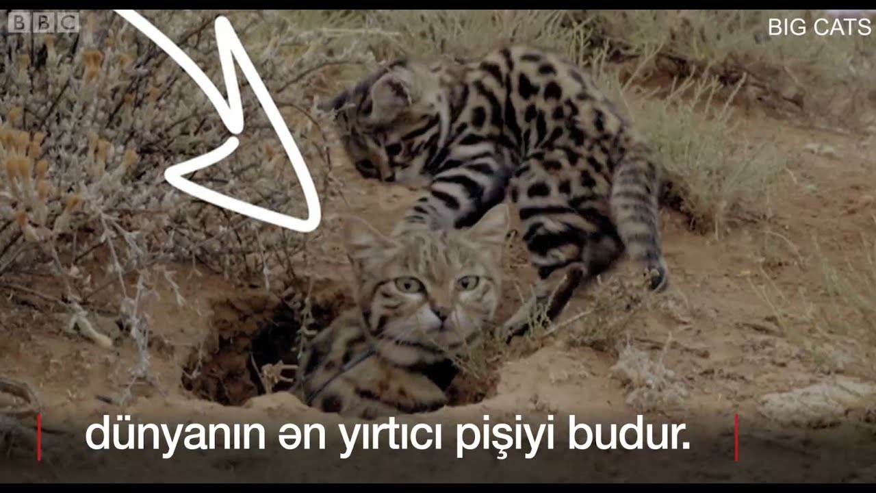 Dünyanın ən yırtıcı pişiyi ilə tanış olun!