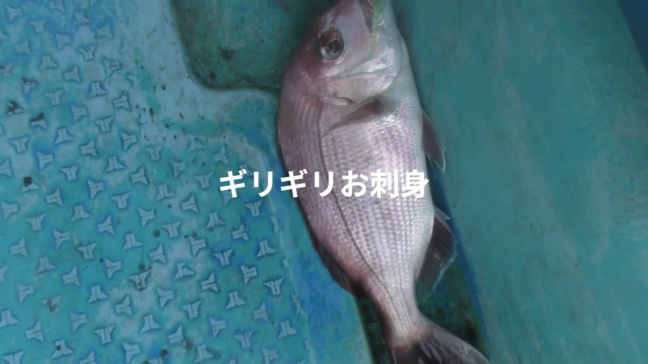 2026年2月14日香川県坂出沖サビキ