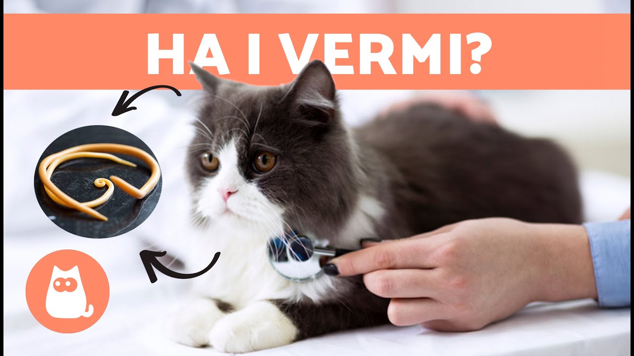 VERMI nei GATTI 🐱🐛 | Sintomi, contagio e trattamento naturale