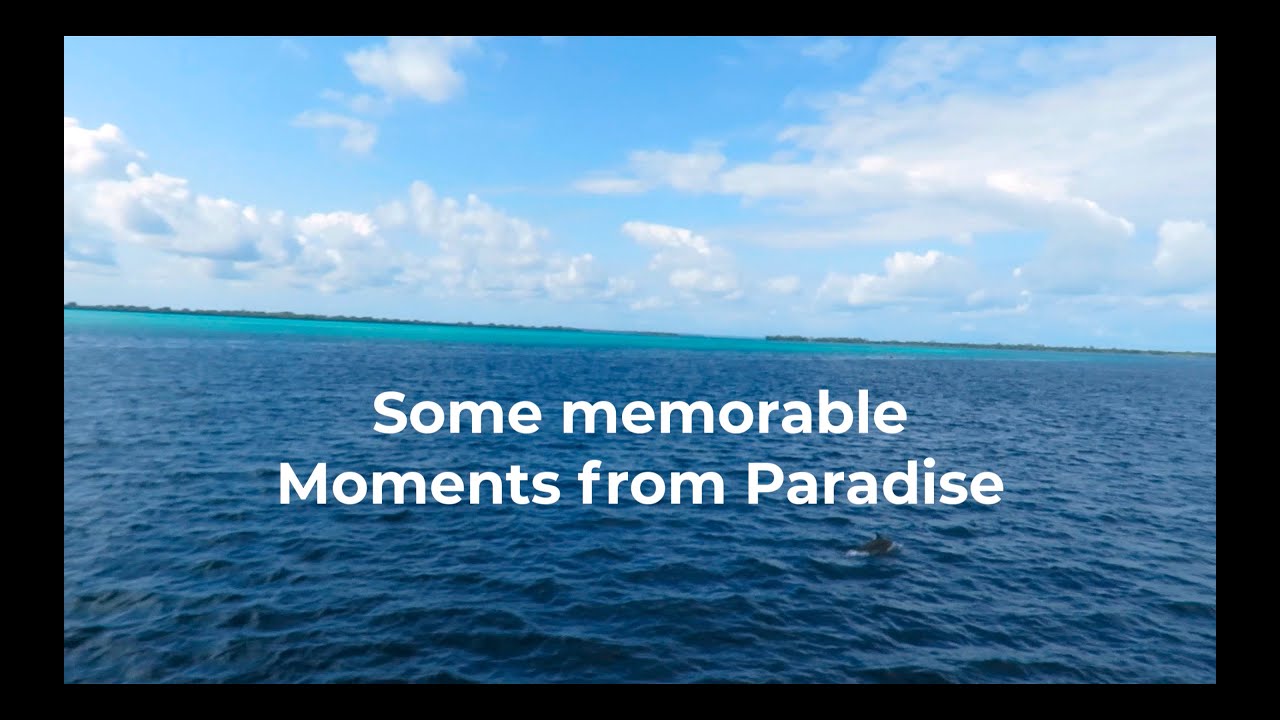 Dolphins encounter in paradise Island Pemba - ZANZIBAR CATAMARAN CHARTER - extraordinary experience