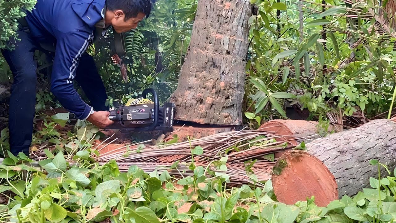Very professional tree cutting tools - Tree cutting project for perennial wood