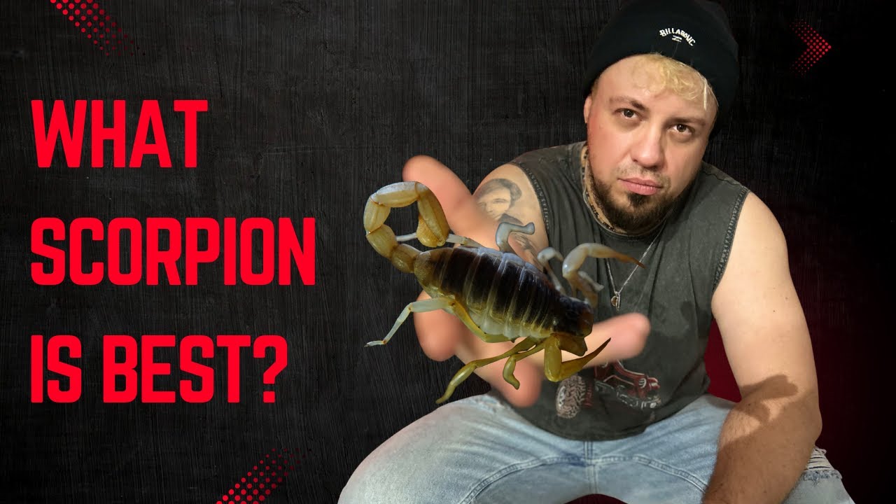 What scorpion species is best for a beginner? | Let's talk #1