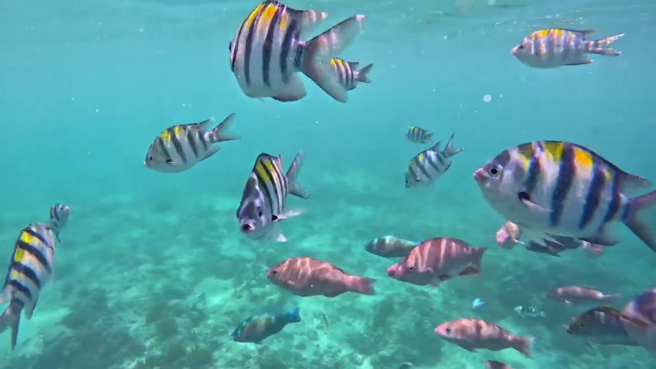 Incredible Underwater Statues and Marine Life | Beautiful Ocean 4K