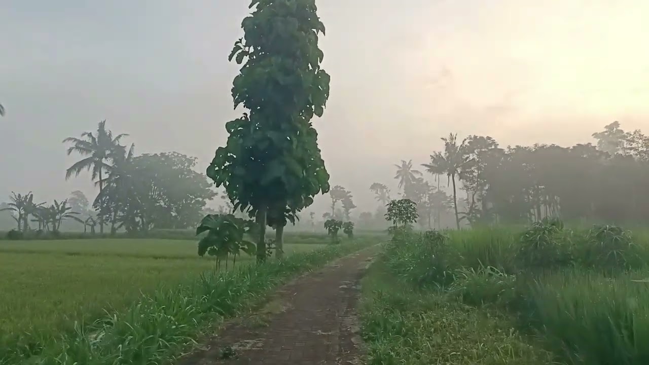 Explore suasana desa di pagi hari 