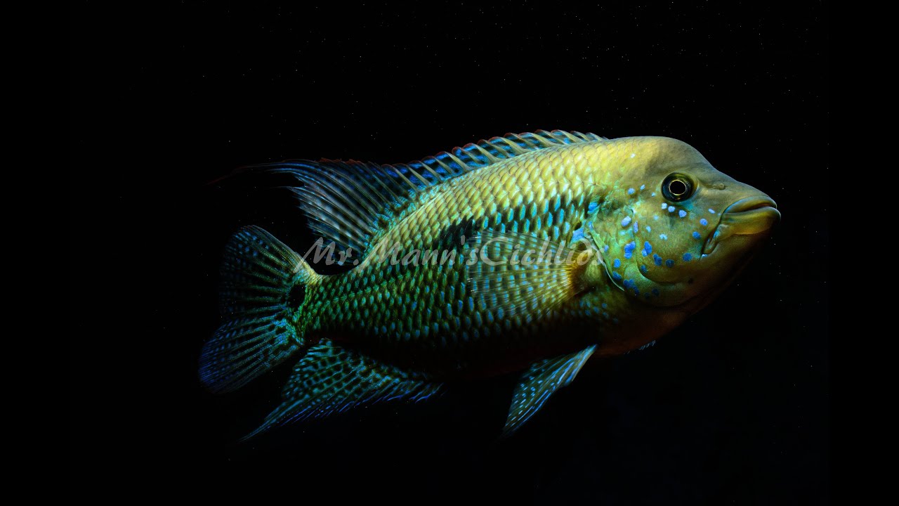 Fishroom Update 4/24/15