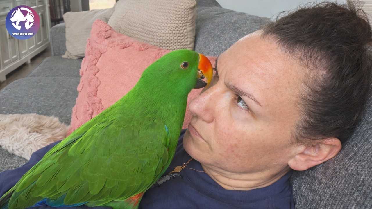 Rescued Parrot Thinks She’s His Mom And Proves It by Flying Back Every Time