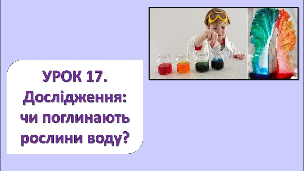 ЯДС 2 клас. Урок 17. Дослідження: чи поглинають рослини воду?