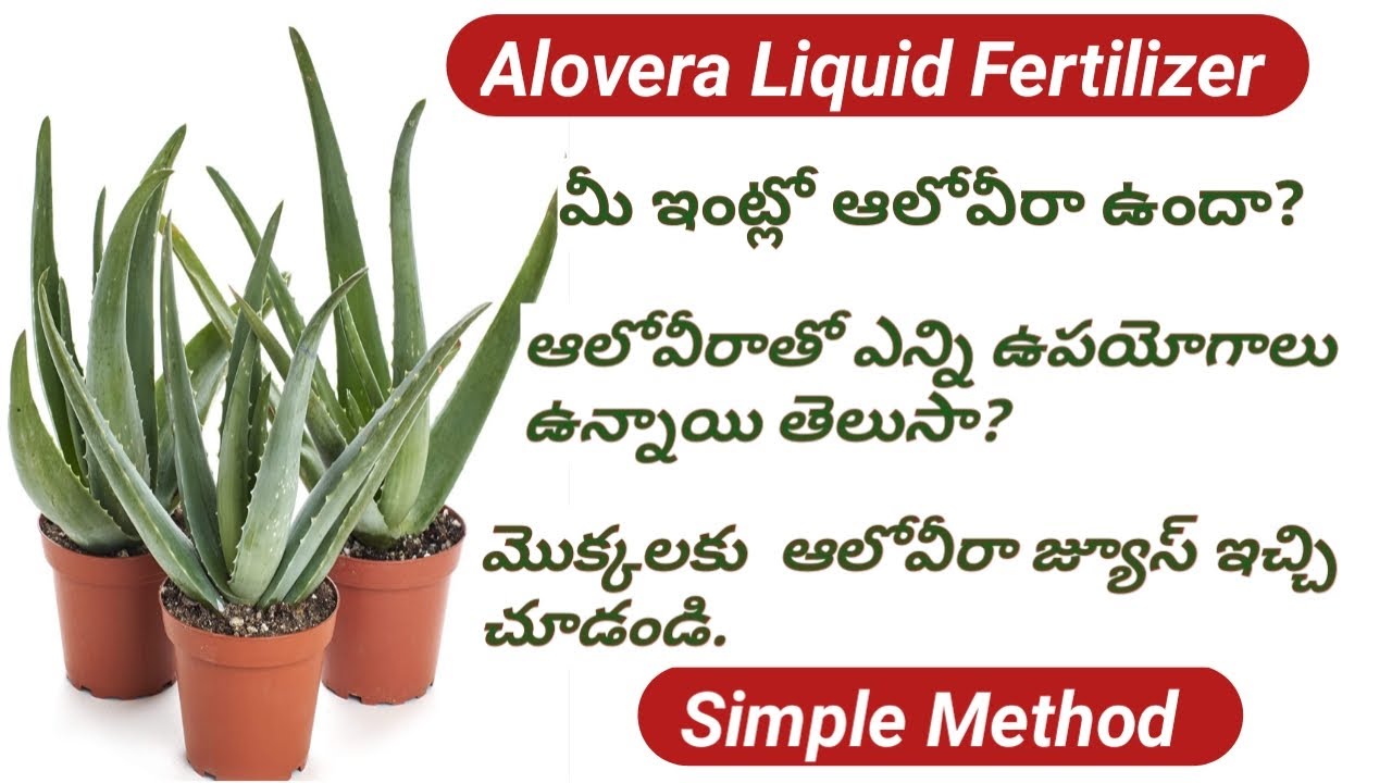 Alovera Organic Liquid Fertilizer & Pesticide/All Plants Booster Liquid Fertilizer/Super idea.