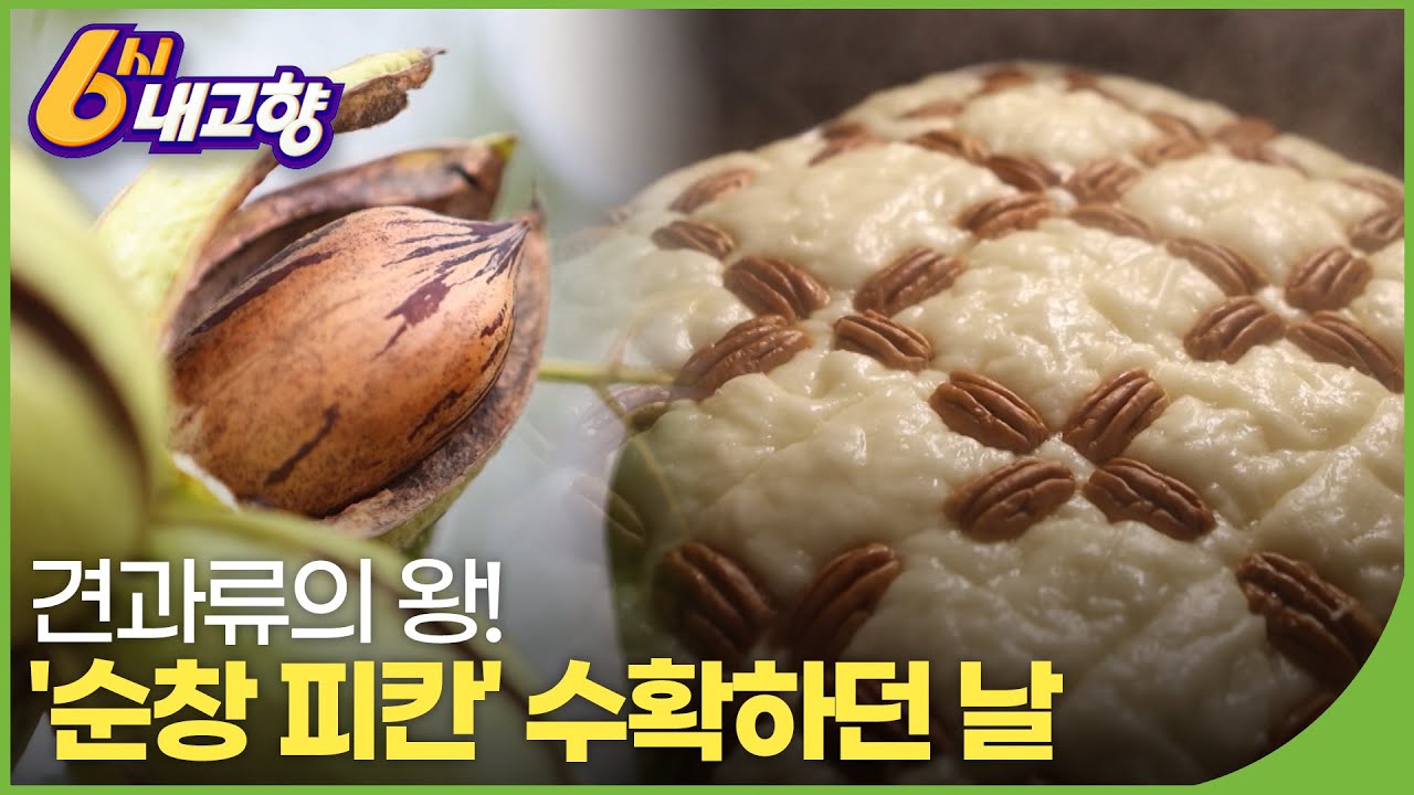 견과류의 왕! '순창 피칸' 수확하던 날 | 6시 내고향 221027 | 재미 PLAY