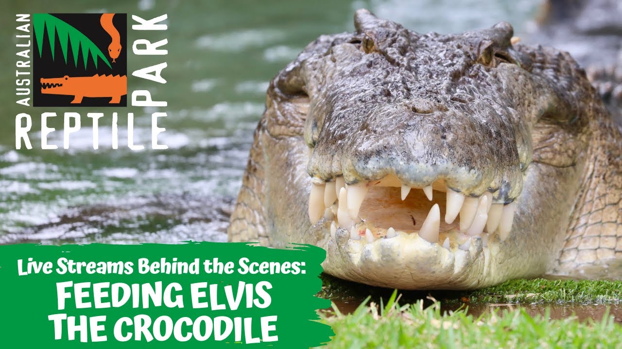 FEEDING ELVIS THE CROCODILE (GO INSIDE HIS ENCLOSURE!) | AUSTRALIAN REPTILE PARK