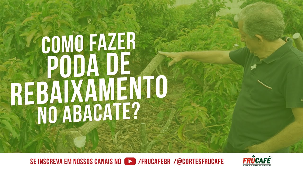 Como Fazer a Poda de Rebaixamento no Abacate?
