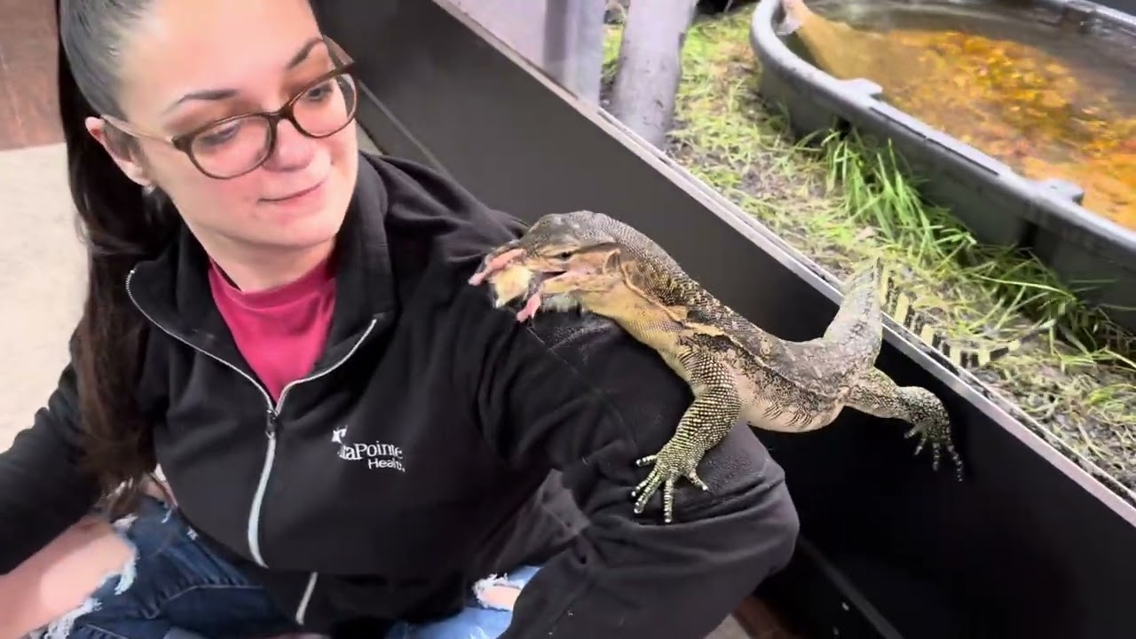Talking about proper Asian water monitor diet. #joanna #feeding #reptiles #animals #hungry