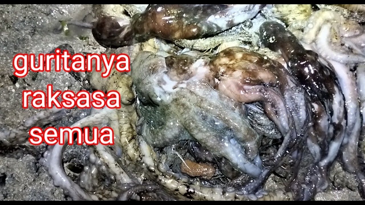 cara menangkap gurita di malam hari,hunting octopus.@awaypancingger8962