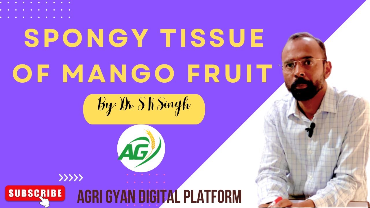 Spongy Tissue of Mango Fruits