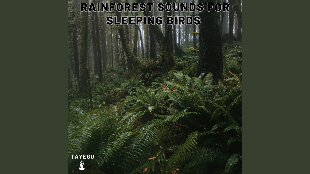 Rainforest Sounds For Sleeping Birds Crow Camping Thunder 1 Hour Relaxing Ambience Yoga Nature...