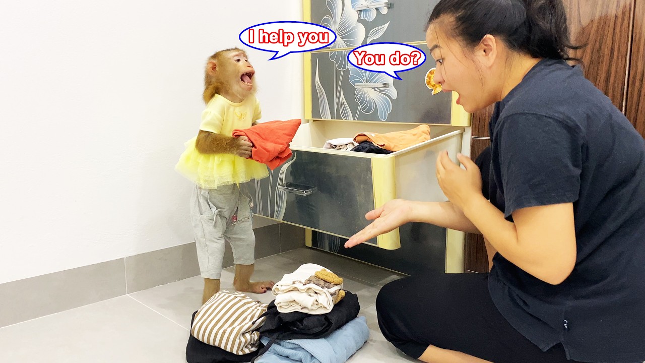 How thoughtful! Lyly the monkey's efforts in tidying up the clothes warmed her mother's heart.