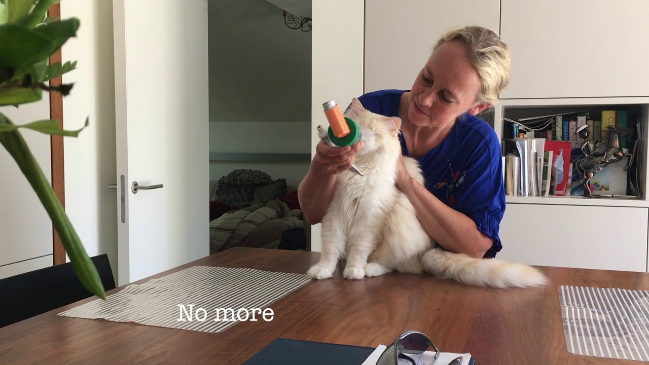 Train your cat to use the AeroKat inhaler
