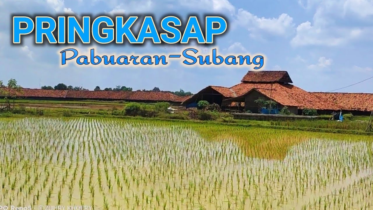 DESA PRINGKASAP,PABUARAN SUBANG || LINTAS DESA