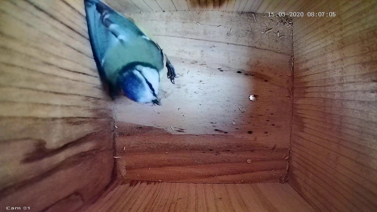 IP Nest Box Camera - Renovations
