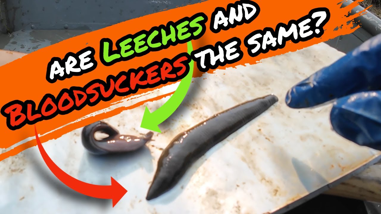 LEECHES vs BLOODSUCKERS what are the differences?
