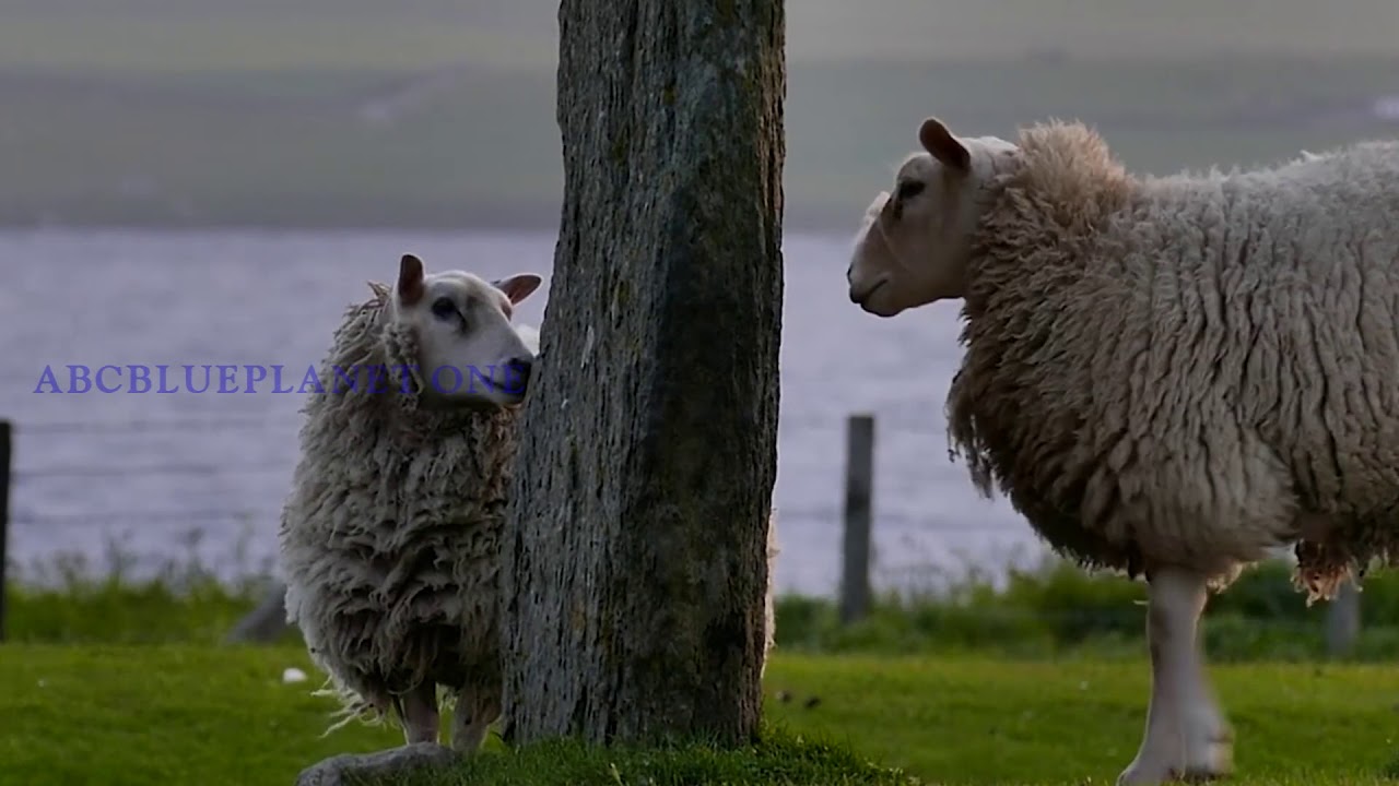 GOAT and SHEEP WATCH 2020